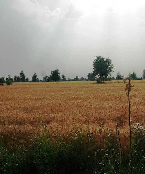 agri